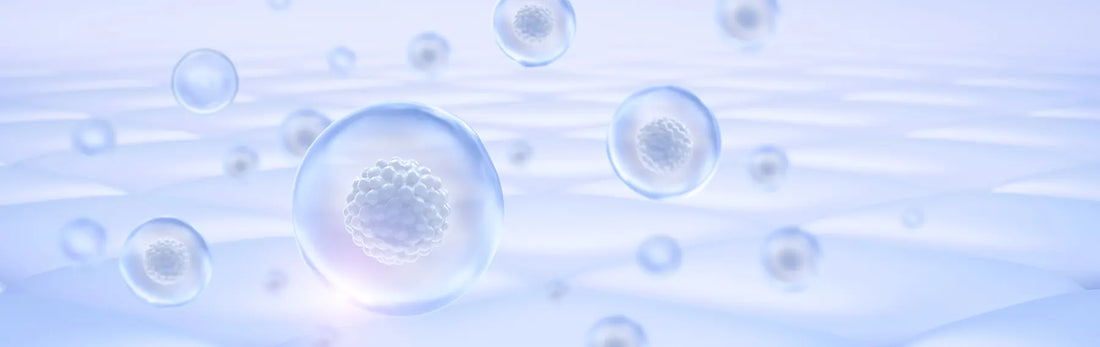 article-page-carousel-item--Fisetin Effectively Eliminates Senescent Cells and Restores Stem Cells