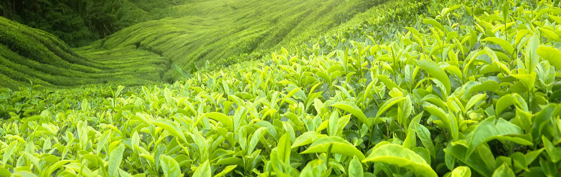 article-page-carousel-item--Green Tea Catechins Combat Signs of Aging in Mice