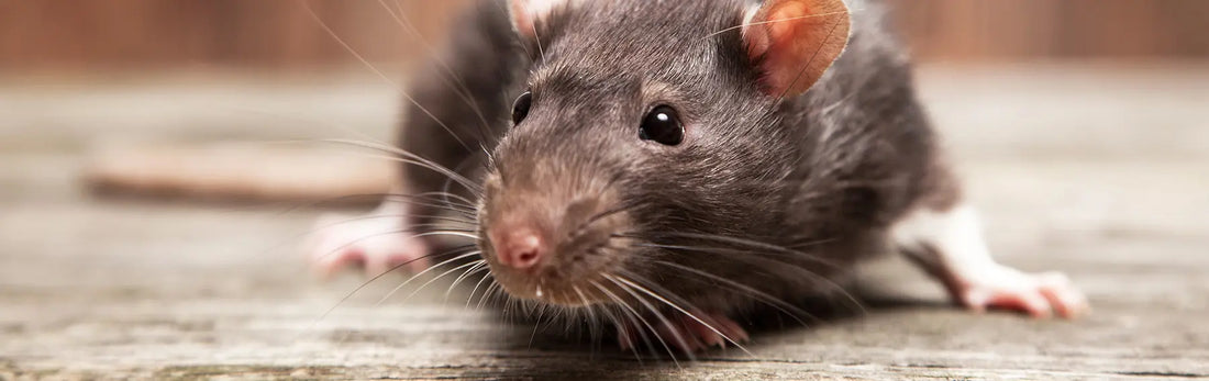 article-page-carousel-item--Liposomal Resveratrol Outperforms Standard Resveratrol for Diabetic Kidney Damage in Rats