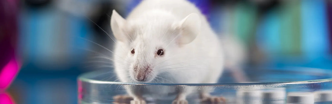 article-page-carousel-item--Study Shows NMN Protects Against Lung Damage in Mice