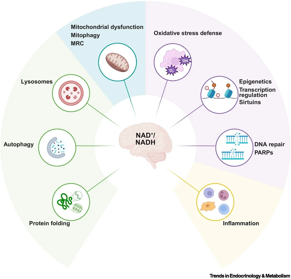 article-page-carousel-item--NAD+ as a Multi-Target Therapy for Neurodegenerative Diseases: A Review of the Evidence