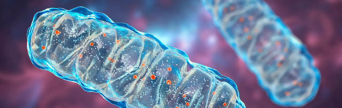 article-page-carousel-item--Mitochondria: The Hidden Key to Longevity?