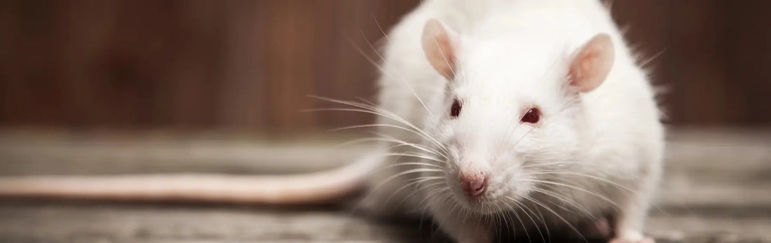 article-page-carousel-item--NMN Extended Lifespan in Fast-Aging Mice