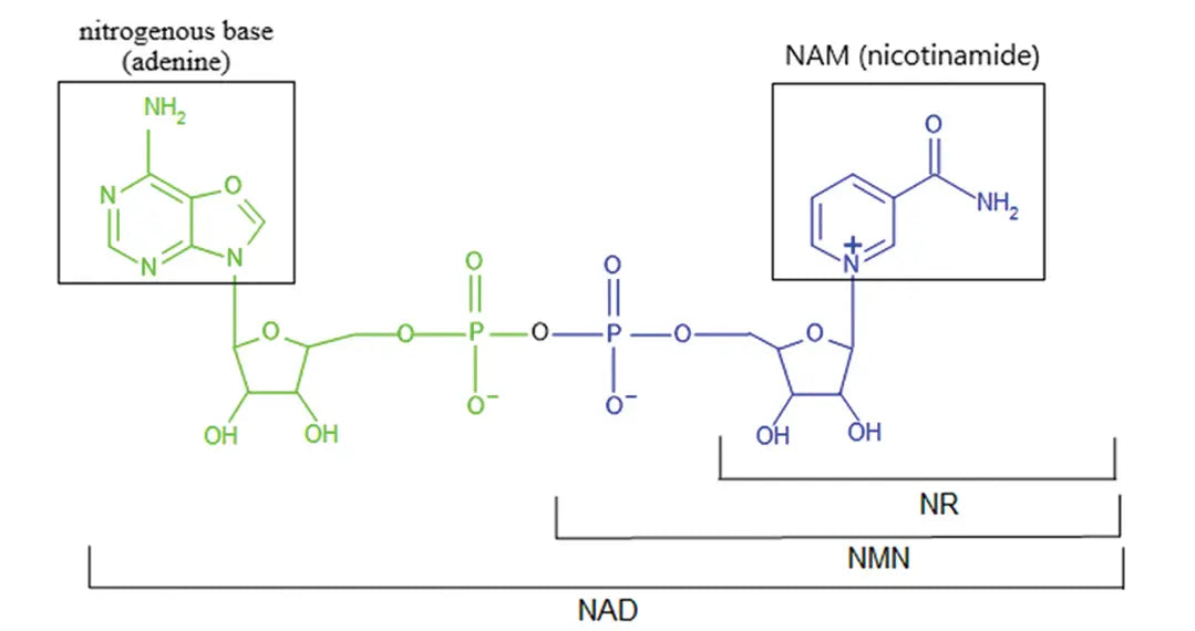 article-page-carousel-item--Oral NAD+: Revisiting Assumptions about Efficacy