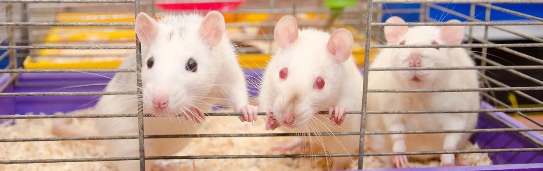 article-page-carousel-item--NMN Protects Mitochondria and Reduces Heart Injury in Septic Mice