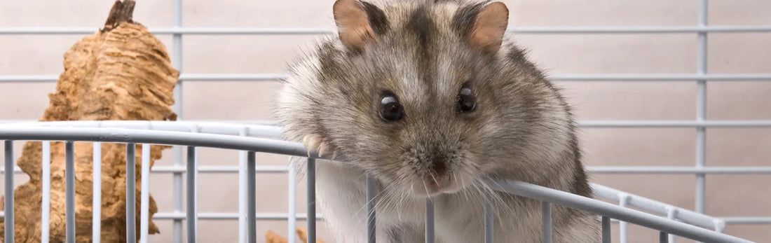 article-page-carousel-item--Slc12a8 Transporter is Key for Efficacy of NMN in Septic Mice