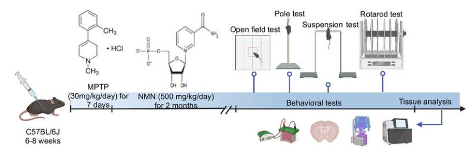 article-page-carousel-item--NMN Improves Movement and Brain Health in a Parkinson’s Disease Mouse Model