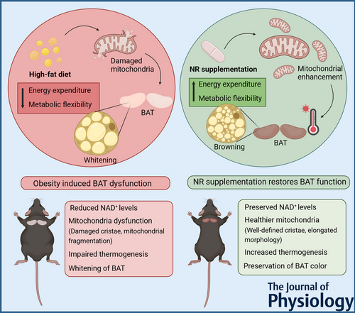 article-page-carousel-item--NR Boosts Fat-Burning Activity in Obese Mice