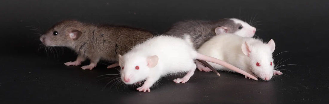 article-page-carousel-item--NR Regulates the Cardiac Internal Clock of Aged Mice