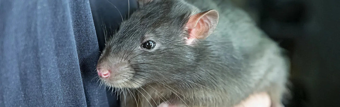 article-page-carousel-item--Quercetin Prevents Bone Loss and Preserves Cartilage in Rats