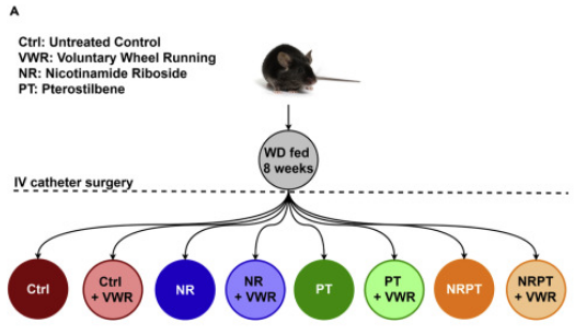 article-page-carousel-item--Study Shows NR Injections Increase Muscle NAD+ in Mice, Oral Supplementation Does Not