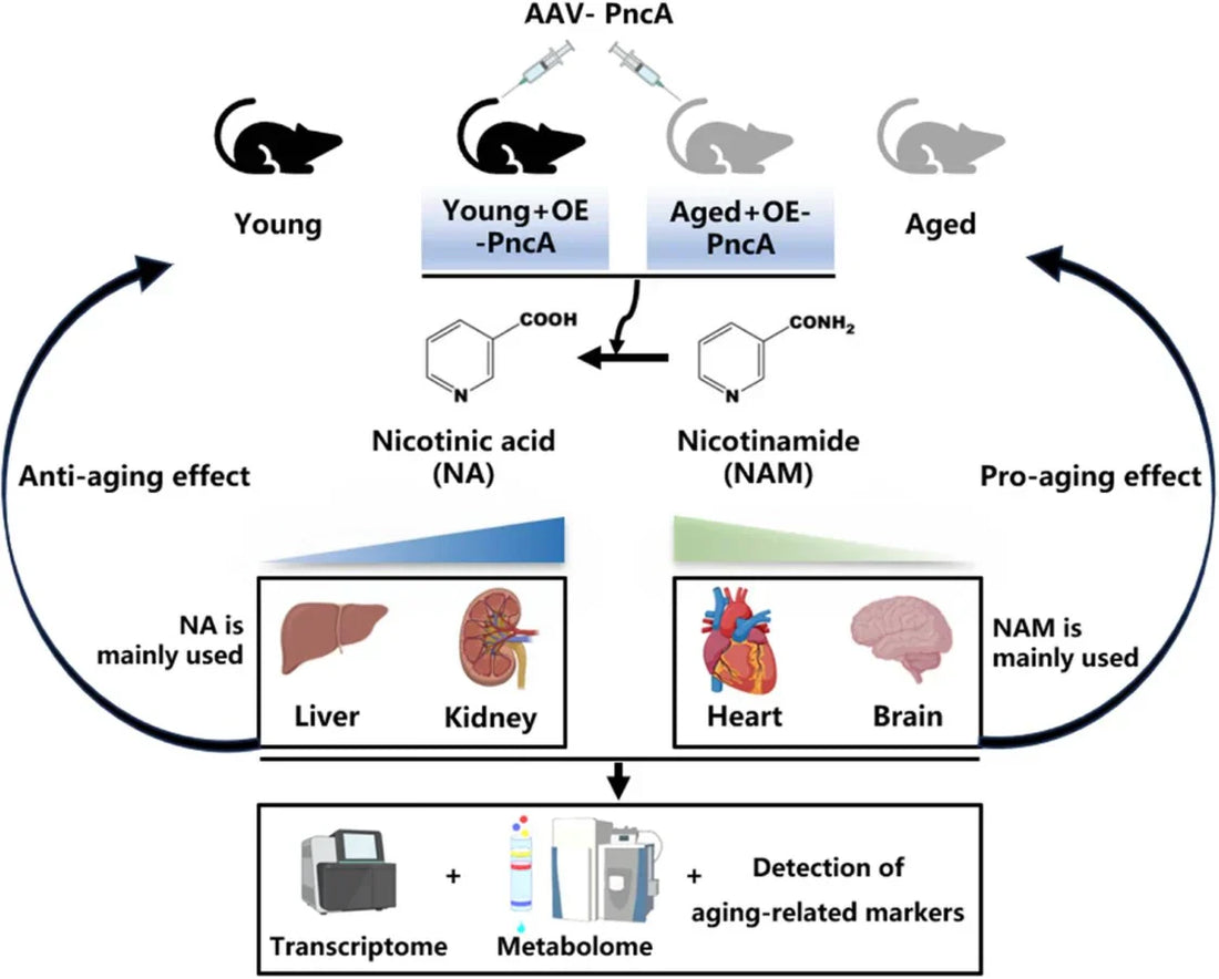 article-page-carousel-item--Mouse Study Shows Organ-Specific Effects of NAD+ Modulation on Aging
