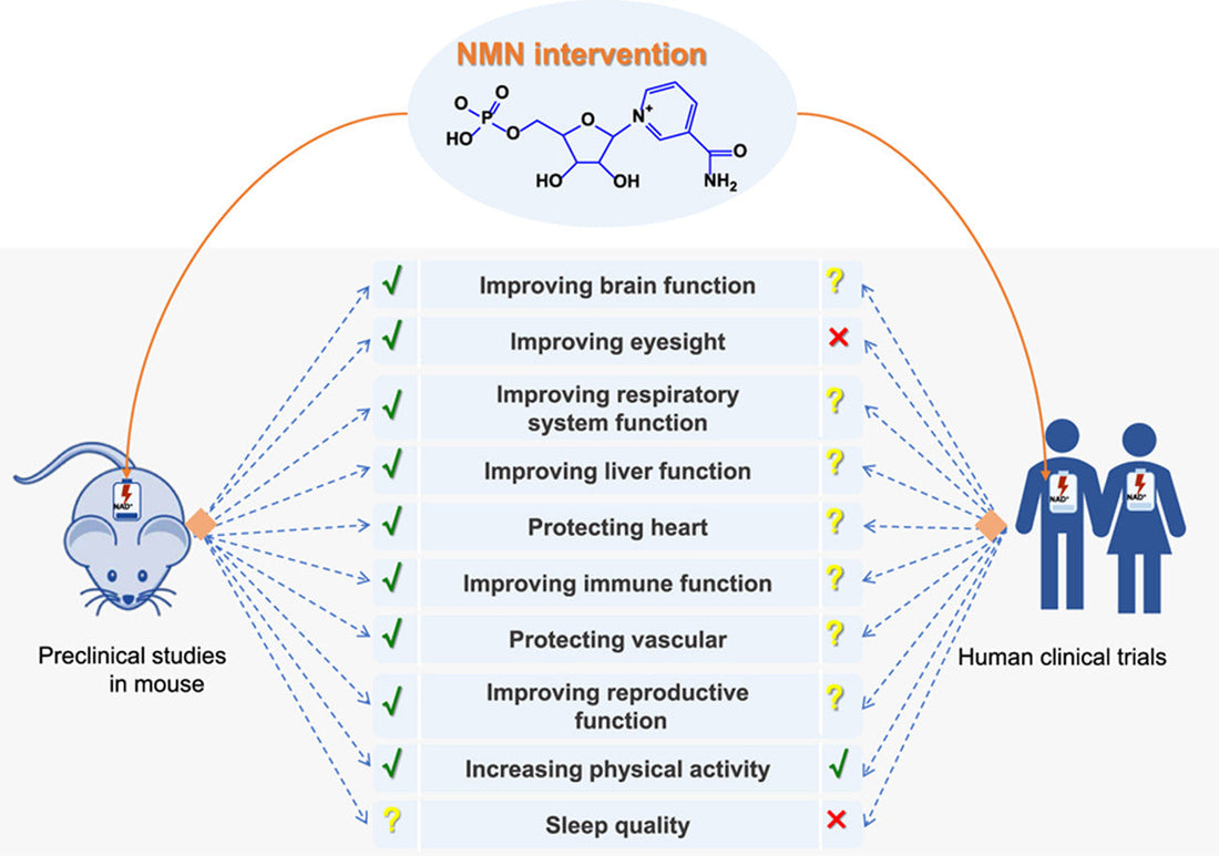 article-page-carousel-item--Anti-Aging Effects of NMN - Human Clinical Trials Review