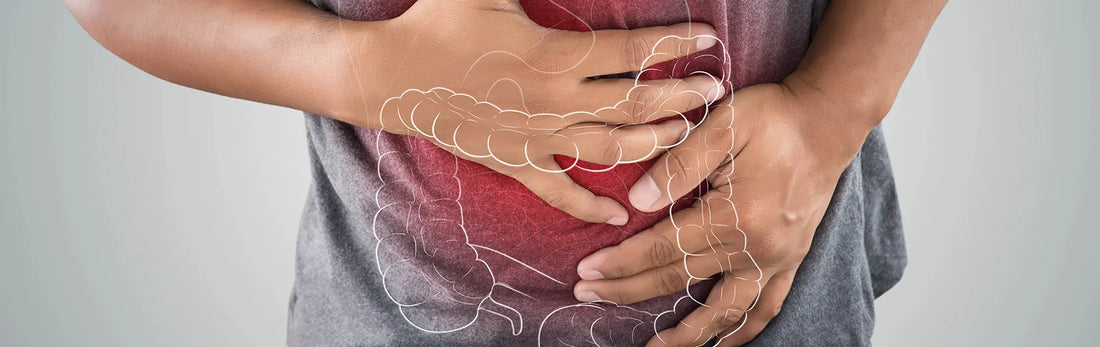 article-page-carousel-item--Apigenin Balances the Gut Microbiome and Improves Ulcerative Colitis in Mice