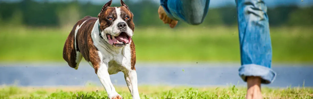 article-page-carousel-item--Dogs and Humans Share Same Benefits from NMN Supplementation