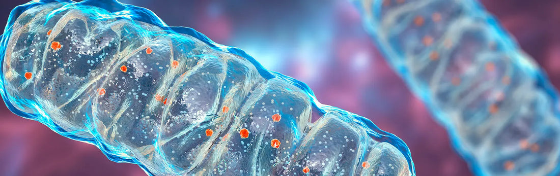 article-page-carousel-item--Mitochondrial Function for Healthy Aging: Targeting Cellular Powerhouses to Combat Age-Related Decline
