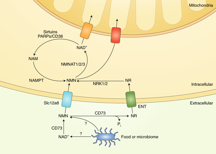 article-page-carousel-item--Scientists discover SLC12a8 pathway used by NMN to restore NAD+ levels