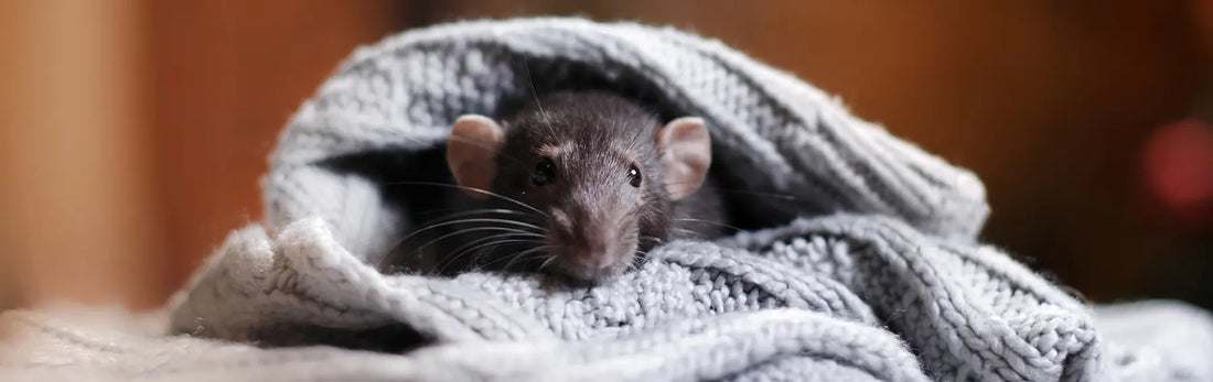 article-page-carousel-item--NMN Nanoparticles Outperform Free NMN for Anti-Aging in Mice