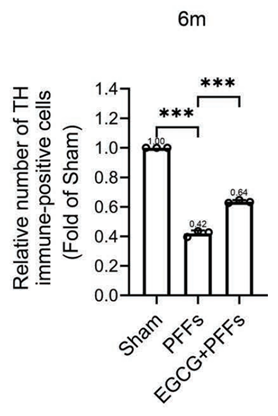 article-page-carousel-item--EGCG Injection from Green Tea Protects Brain Cells and Motor Control in Mice