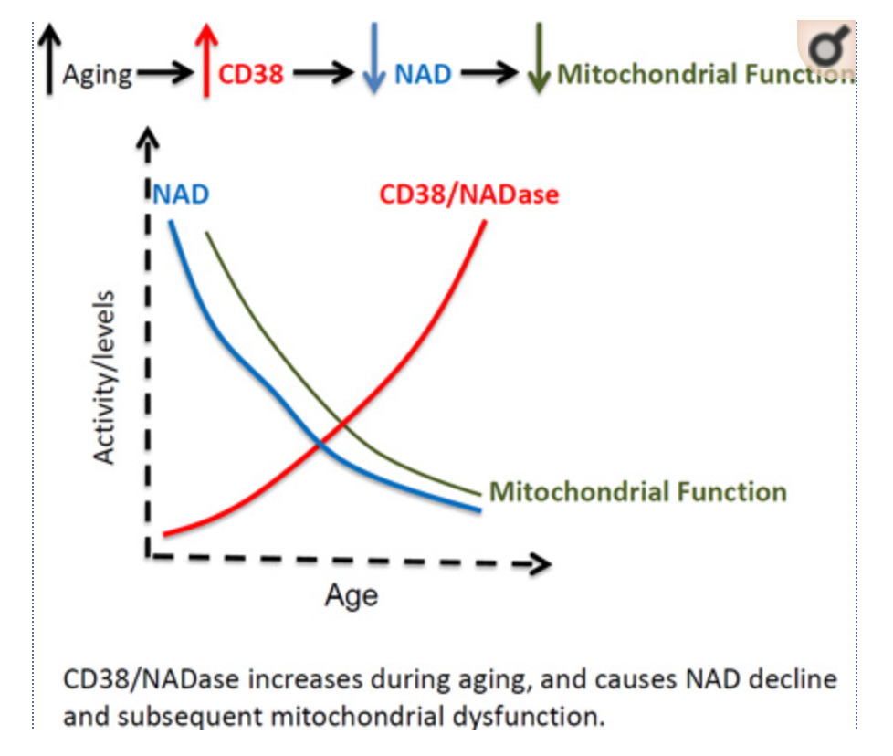 article-page-carousel-item--Inhibition of CD38 Increases NAD+ Levels, Extends Life and Healthspan in Mice