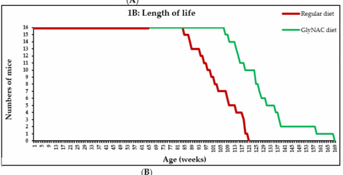 article-page-carousel-item--Glutathione Precursors Increase Lifespan in Mice by 24%