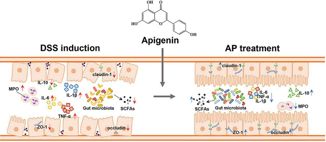 article-page-carousel-item--Apigenin Balances the Gut Microbiome and Improves Ulcerative Colitis in Mice