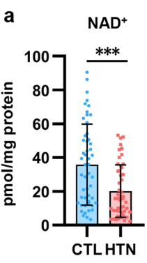 article-page-carousel-item--NMN Improves Blood Pressure in Humans with Hypertension