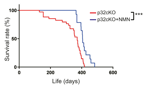 article-page-carousel-item--NMN Reduces Heart Failure and Extends Lifespan in Mice