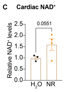 article-page-carousel-item--NR Regulates the Cardiac Internal Clock of Aged Mice