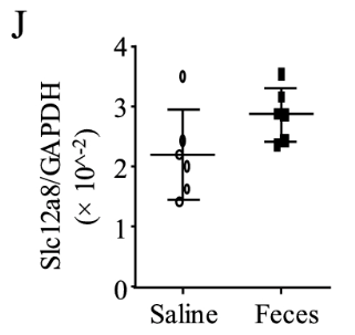 article-page-carousel-item--Slc12a8 Transporter is Key for Efficacy of NMN in Septic Mice