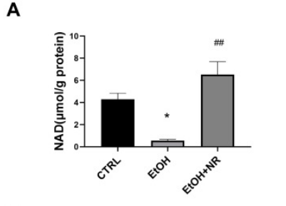 article-page-carousel-item--Study Shows NR Protects the Intestine From Damage Caused by Excessive Alcohol Intake