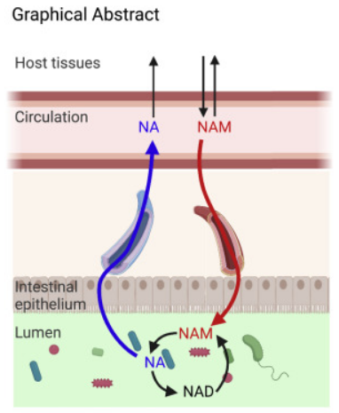 article-page-carousel-item--NAD Precursors Cycle Between Host Tissues and the Gut Microbiome