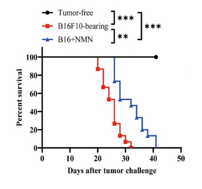 article-page-carousel-item--NMN Reduced Cellular Aging and Improved Survivability in Mice