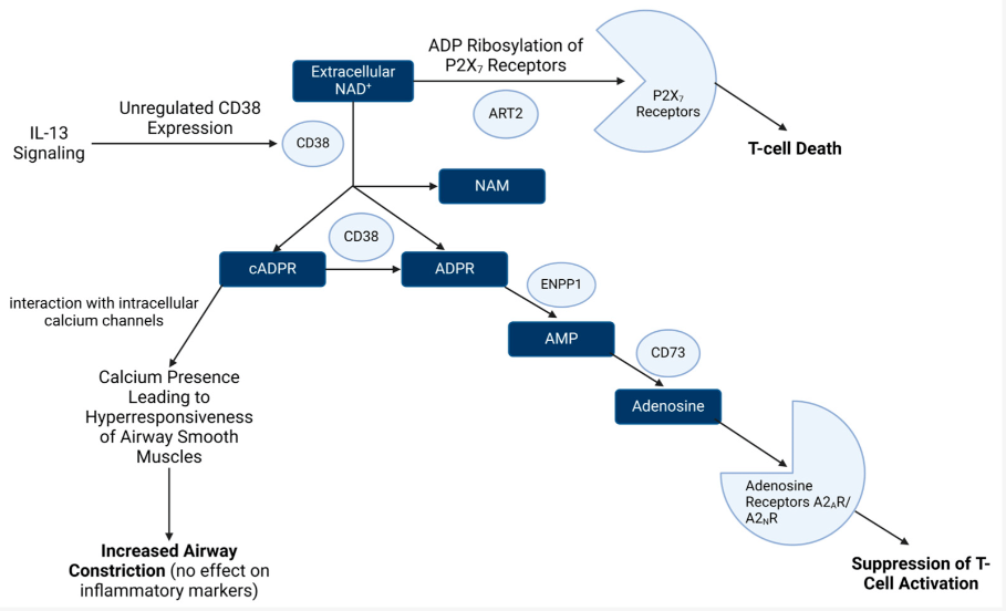 article-page-carousel-item--Extracellular NAD+ Suppresses Inflammatory Response