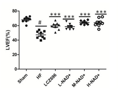 article-page-carousel-item--NAD+ Injections Guard Against Heart Failure in Rats and Beagles