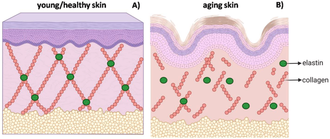 article-page-carousel-item--Collagen Supports Skin, Joint, and Gut Health