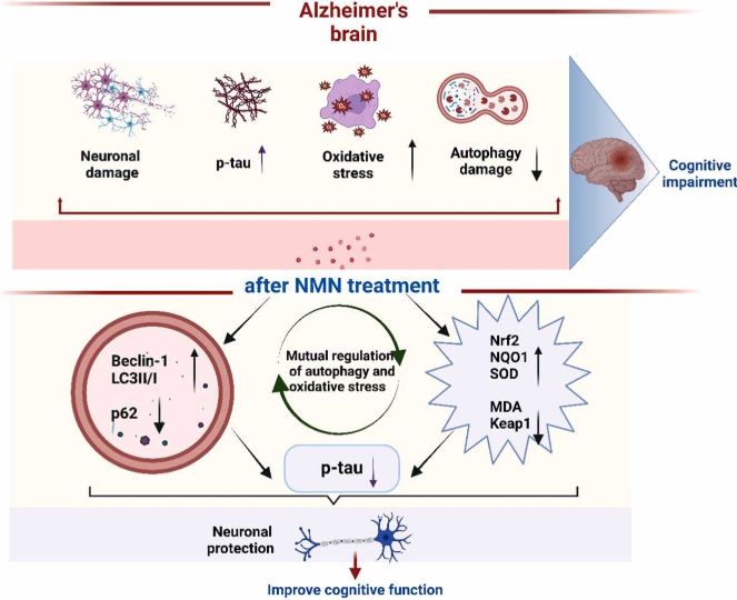 article-page-carousel-item--NMN Enhances Cellular Protection and Cognitive Function in Alzheimer’s Disease Mice