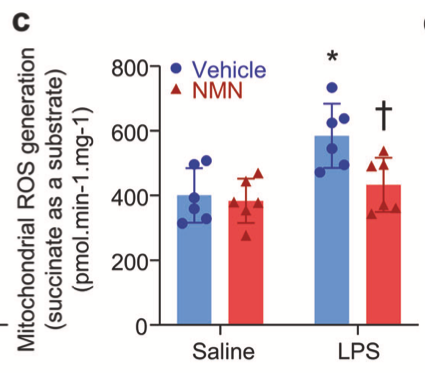 article-page-carousel-item--NMN Protects Mitochondria and Reduces Heart Injury in Septic Mice