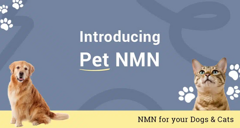 article-page-carousel-item--Introducing Pet NMN