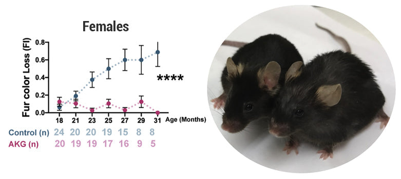 article-page-carousel-item--Breakthough In Longevity Research: Alpha-Ketoglutarate