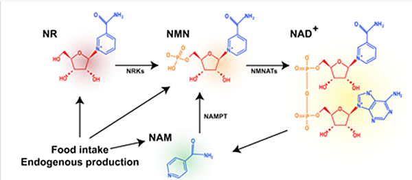 article-page-carousel-item--NAD+ Reduces Mutations and Incidence of Skin Cancer