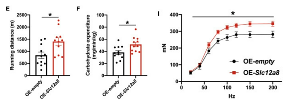 article-page-carousel-item--Increasing NMN Transporter in the Brain Reduces Age-Related Muscle Decline